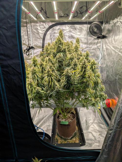 Caring for Angry Bears. Week 10