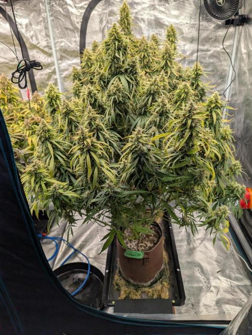 Caring for Angry Bears. Week 10