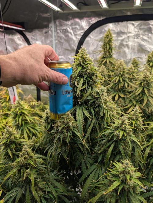 Caring for Angry Bears. Week 10