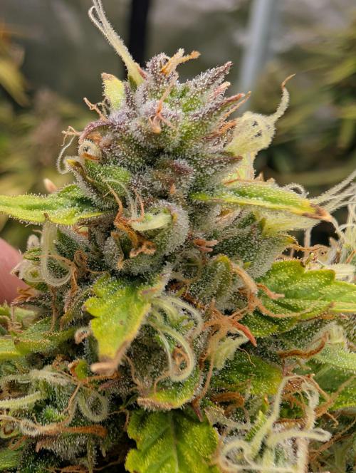 Caring for Angry Bears. Week 10