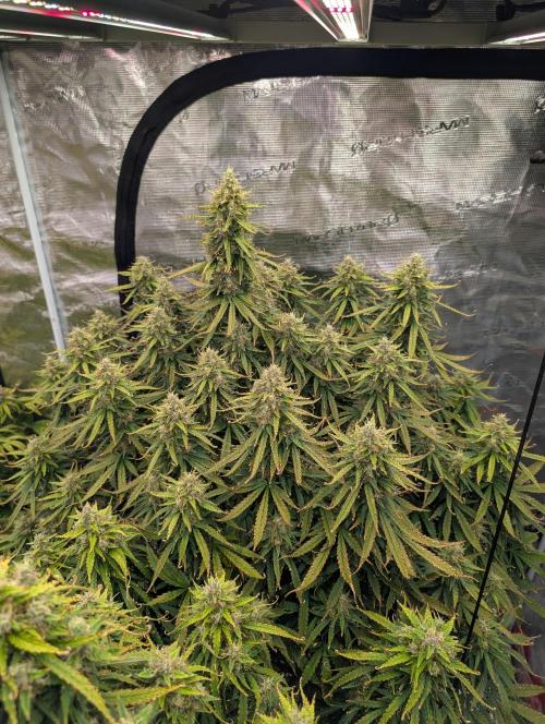 Caring for Angry Bears. Week 10