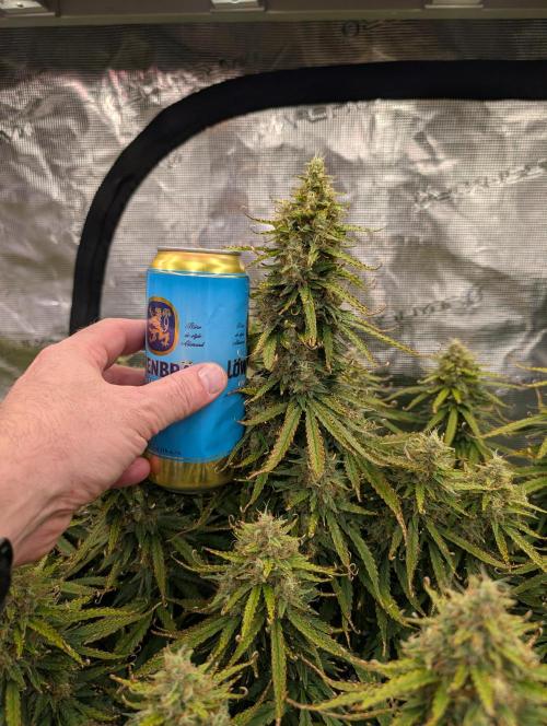 Caring for Angry Bears. Week 10