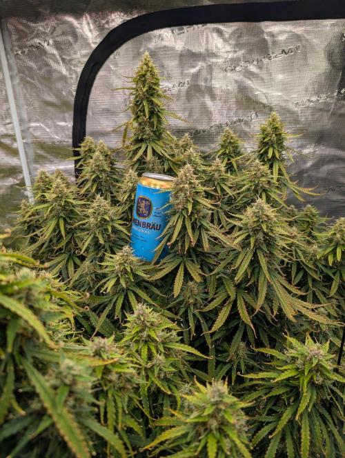 Caring for Angry Bears. Week 10