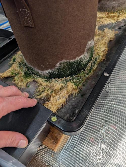 Caring for Angry Bears. Week 10