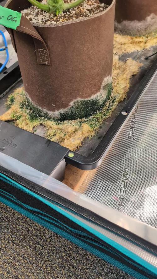 Caring for Angry Bears