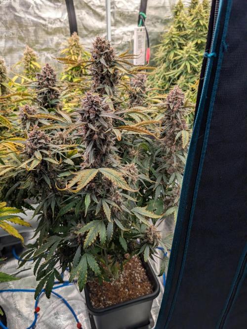 Slimer Round 3. Week 10