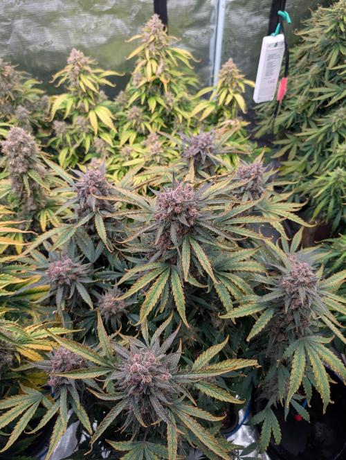 Slimer Round 3. Week 10