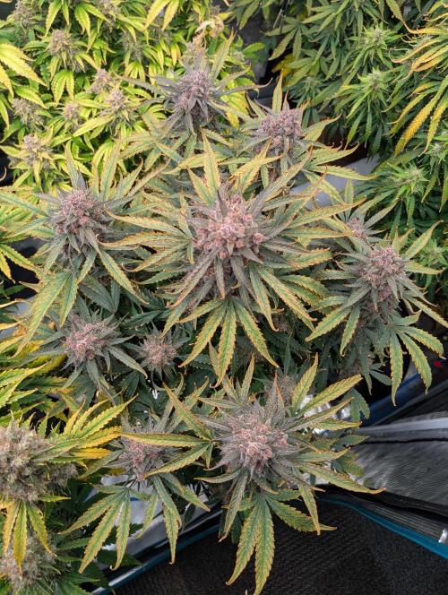 Slimer Round 3. Week 10