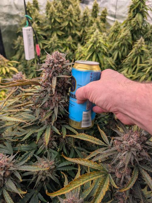 Slimer Round 3. Week 10