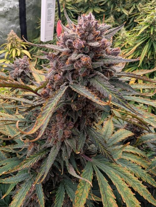 Slimer Round 3. Week 10