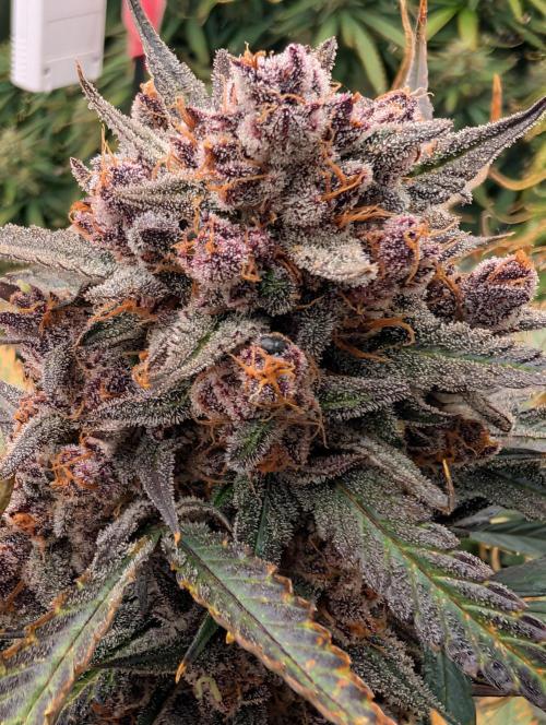 Slimer Round 3. Week 10