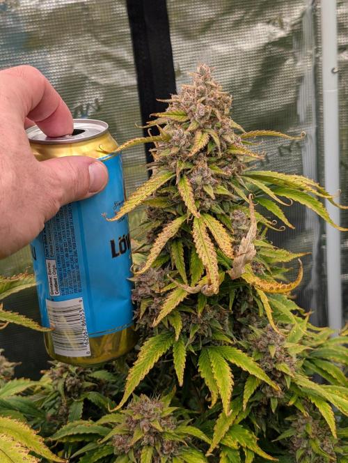 Slimer Round 3. Week 10