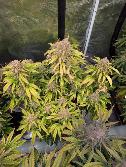 Slimer Round 3. Week 10