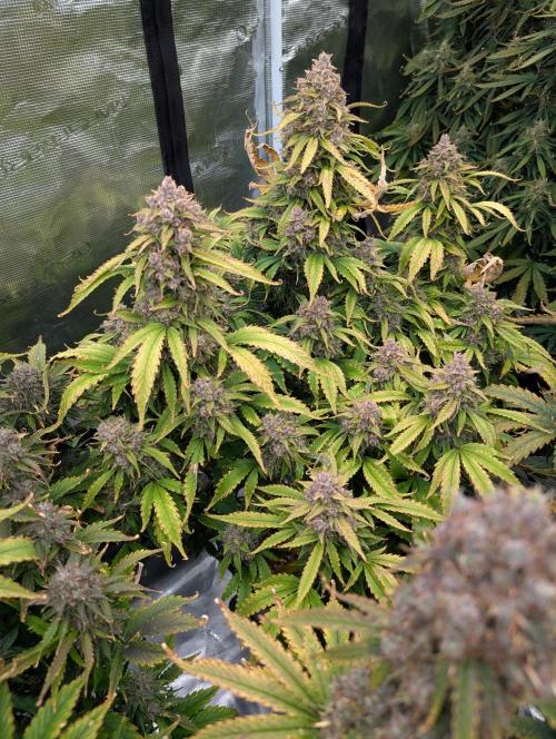 Slimer Round 3. Week 10