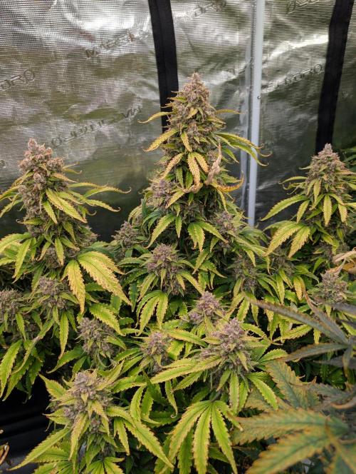 Slimer Round 3. Week 10