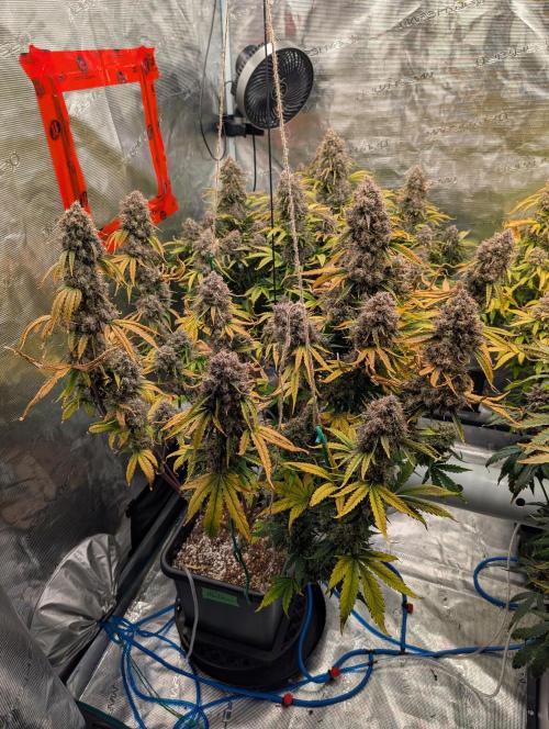 Dreaming in Colour. Week 11