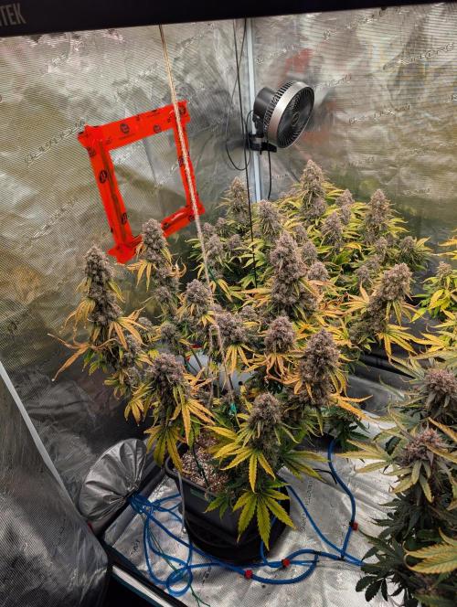 Dreaming in Colour. Week 11