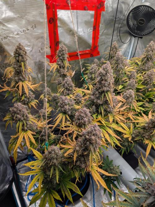 Dreaming in Colour. Week 11