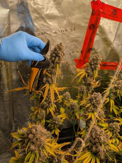 Dreaming in Colour. Week 11