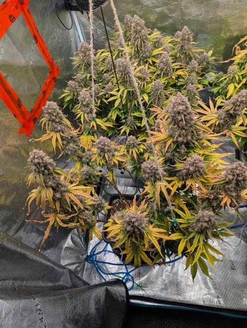 Dreaming in Colour. Week 11