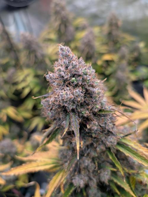 Dreaming in Colour. Week 11