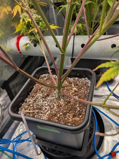 Dreaming in Colour. Week 11