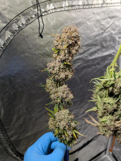 Dreaming in Colour. Week 11