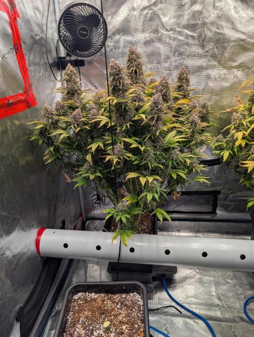 Dreaming in Colour. Week 11