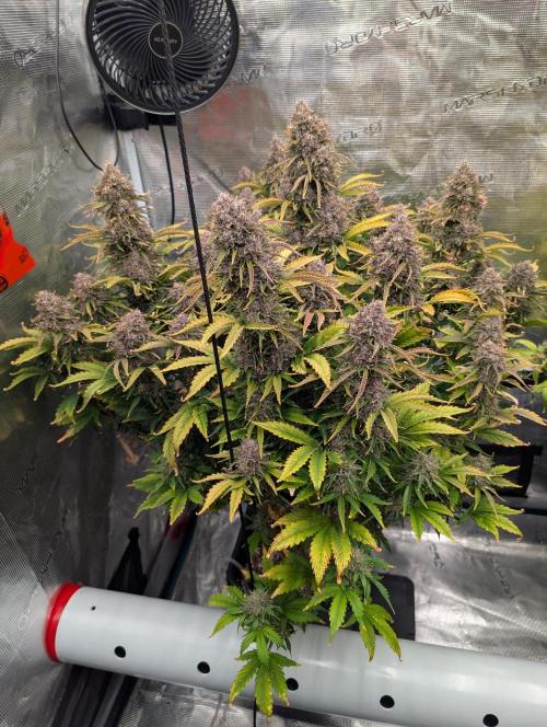 Dreaming in Colour. Week 11