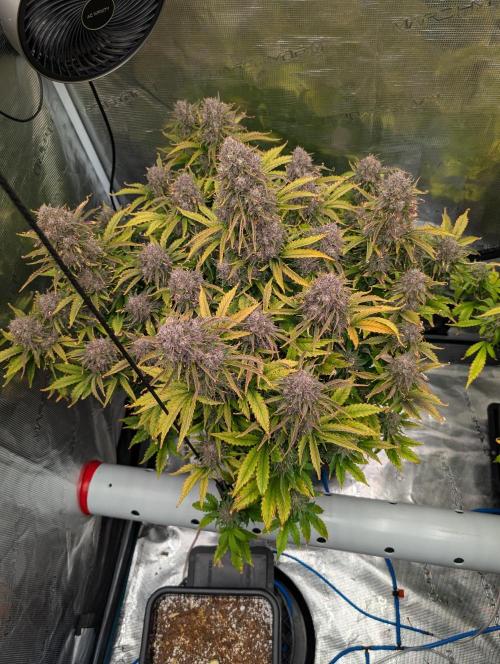 Dreaming in Colour. Week 11