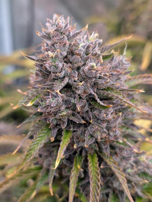 Dreaming in Colour. Week 11