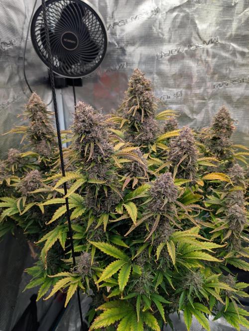 Dreaming in Colour. Week 11