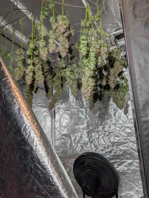 Dreaming in Colour. Week 11