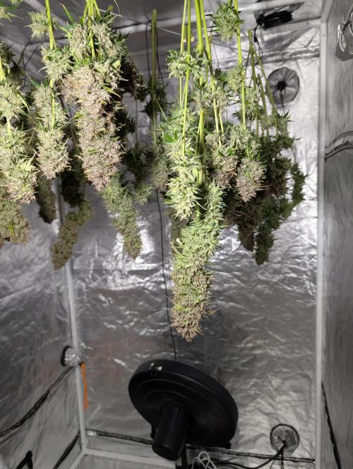 Dreaming in Colour. Week 11