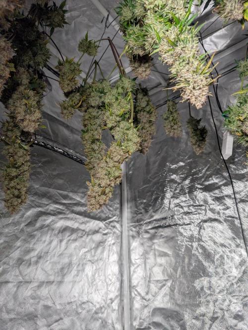 Dreaming in Colour. Week 11