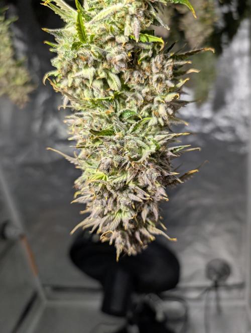 Dreaming in Colour. Week 11