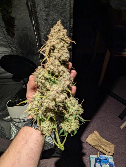 Dreaming in Colour. Week 11