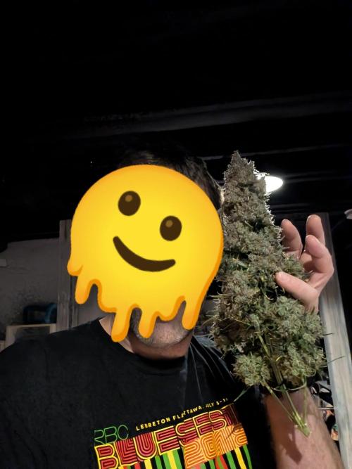 Dreaming in Colour. Week 11 - Possibly the largest, most solid buds I've grown to date