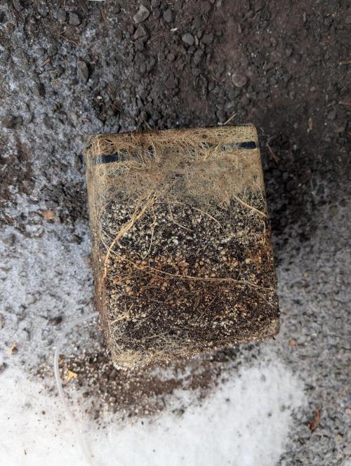 Dreaming in Colour. Week 11