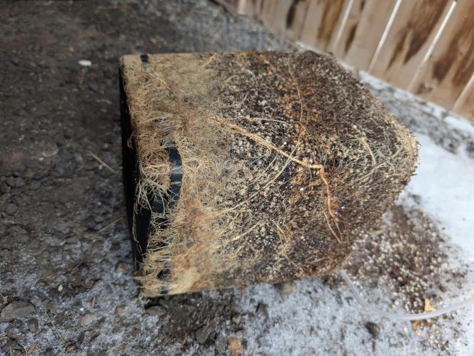 Dreaming in Colour. Week 11