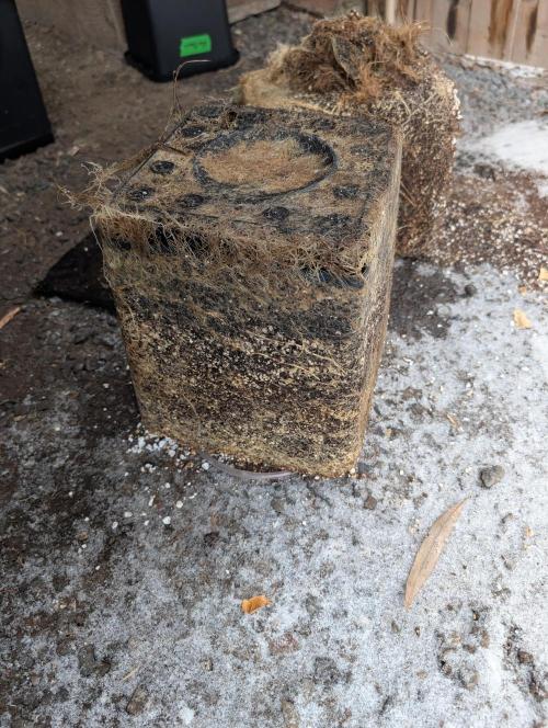 Dreaming in Colour. Week 11