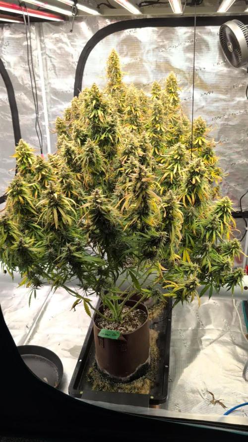 Caring for Angry Bears