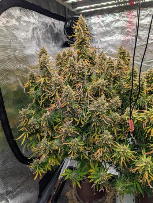 Caring for Angry Bears. Week 11