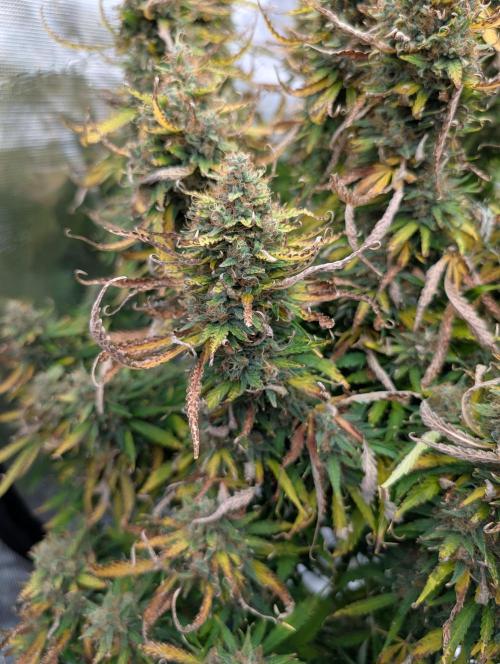 Caring for Angry Bears. Week 11