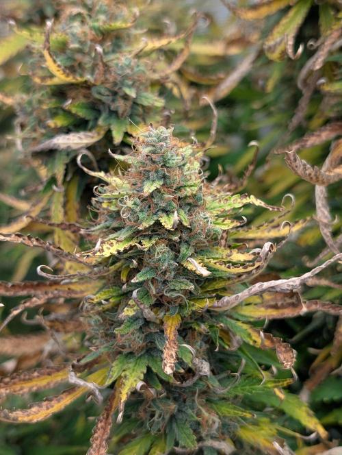 Caring for Angry Bears. Week 11