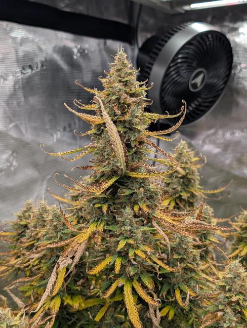 Caring for Angry Bears. Week 11