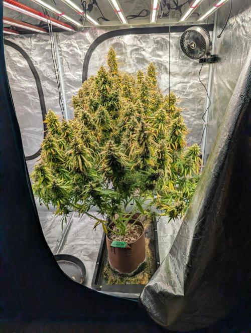 Caring for Angry Bears. Week 11