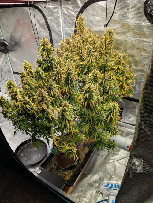 Caring for Angry Bears. Week 11