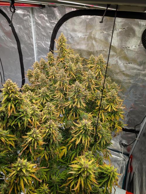 Caring for Angry Bears. Week 11