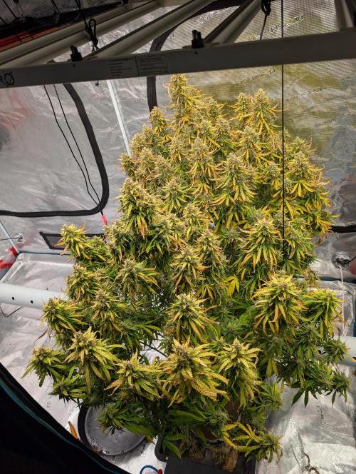 Caring for Angry Bears. Week 11